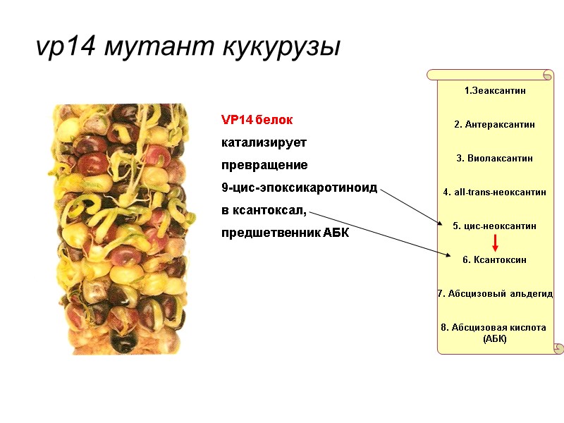 vp14 мутант кукурузы VP14 белок  катализирует  превращение  9-цис-эпоксикаротиноид в ксантоксал, 
